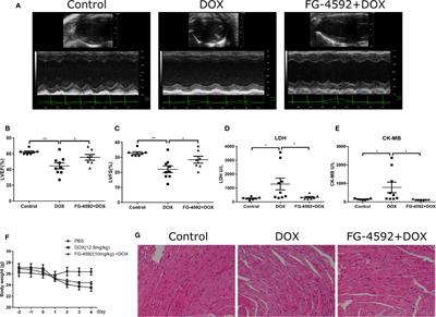 Antianemia Drug Roxadustat (FG-4592) Protects Against Doxorubicin-Induced Cardiotoxicity by Targeting Antiapoptotic and Antioxidative Pathways